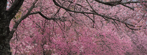 background of Flower  Prunus cerasoides